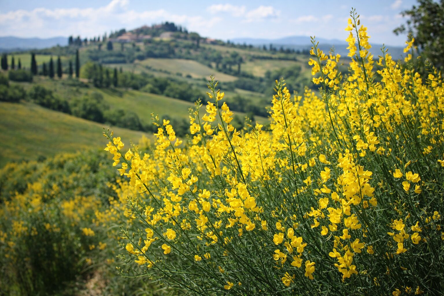 イタリアのジネストラの黄色い花